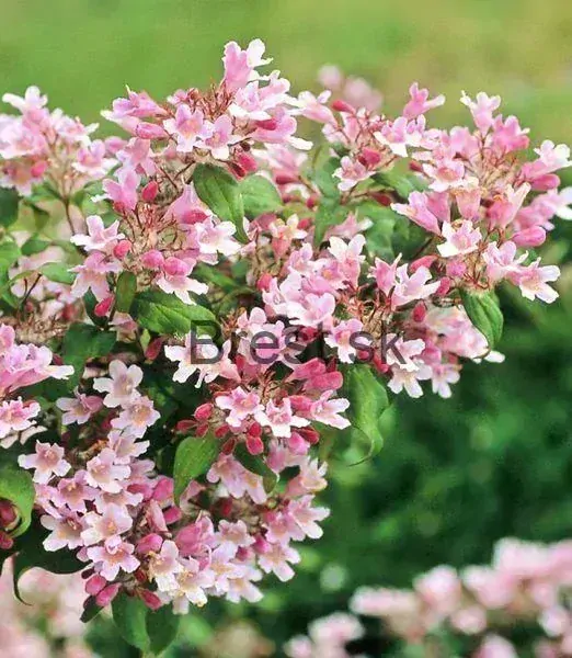 Kolkwitzia amabilis 'Pink Cloud'